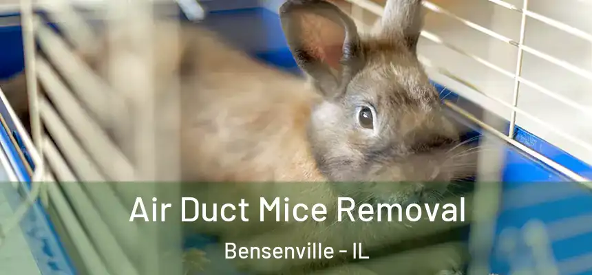  Air Duct Mice Removal Bensenville - IL